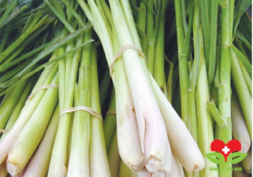 Sả được dùng như một vị thuốc Sả được dùng như một vị thuốc