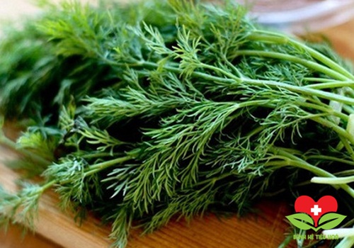 10 cây thuốc quý hơn vàng trong vườn nhà mà không phải ai cũng biết 10 cây thuốc quý hơn vàng trong vườn nhà mà không phải ai cũng biết