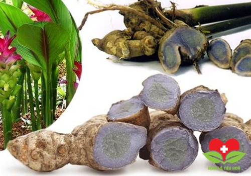 Điểm mặt những cây thuốc quý có tác dụng chữa bệnh dạ dày ít ai ngờ Điểm mặt những cây thuốc quý có tác dụng chữa bệnh dạ dày ít ai ngờ