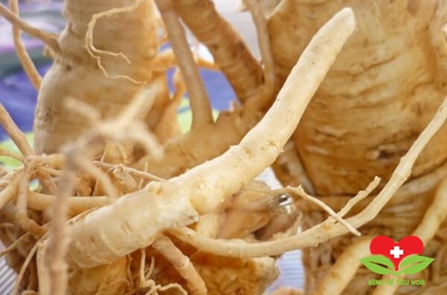 Bài thuốc nam chữa xuất huyết dạ dày hiệu quả