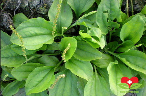 Bài thuốc chữa tiểu tiện ra máu từ cây mã đề