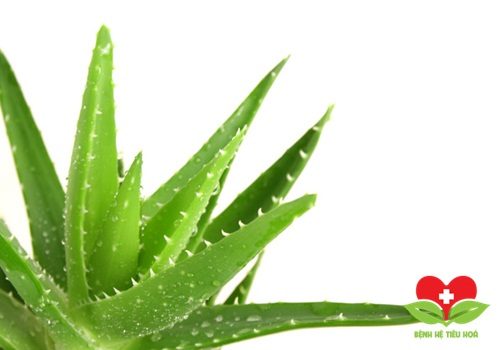 Bài thuốc dân gian chữa mụn nhọt bằng cây lô hội