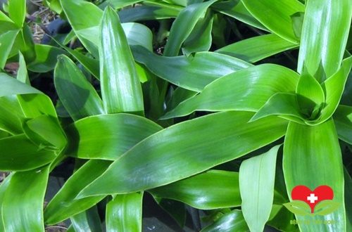 Cây lược vàng chữa viêm họng hạt