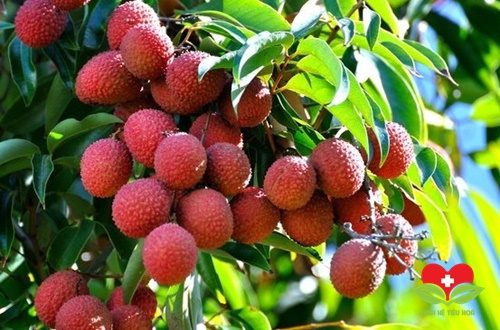 Vải tốt cho hệ tiêu hóa