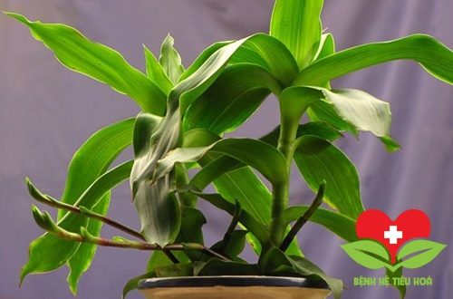 Cây lược vàng trị viêm họng mãn tính