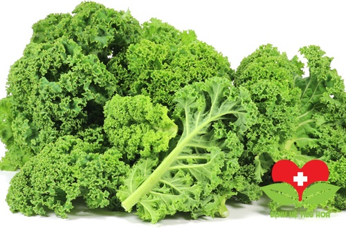 Cải xoăn giàu chất chống oxy hóa