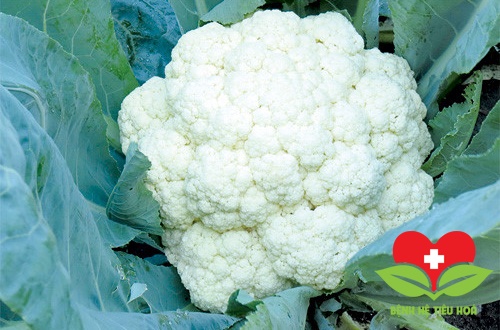 Súp lơ trắng giúp làm giảm lượng cholesterol