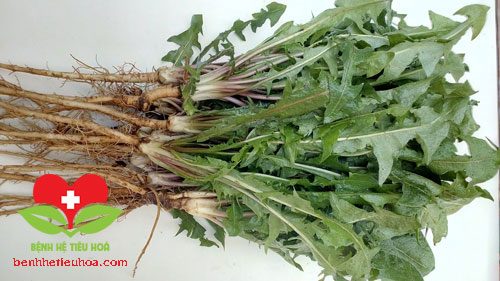 Bồ công anh Trị bệnh tiểu đường
