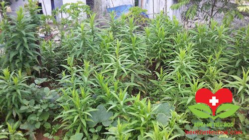 Cây Bồ công anh cao hay bồ công anh Việt Nam 