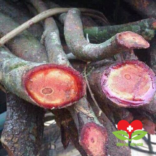 Đặc điểm nổi bật của cây cỏ máu