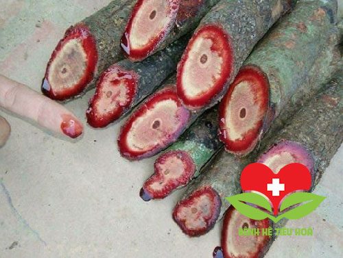 Đối tượng dùng và cách sử dụng cây cỏ máu như thế nào?