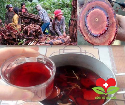 Tác dụng của cây cỏ máu là gì?