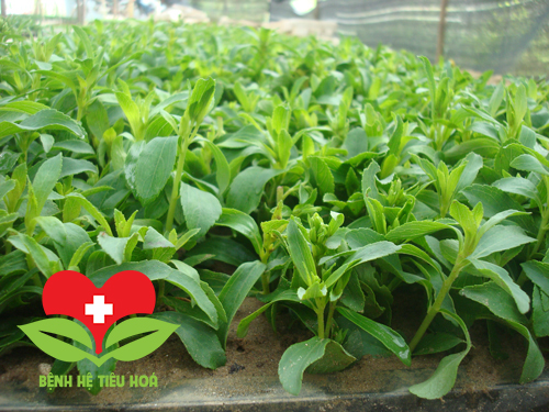 Cỏ ngọt cây thảo dược có nhiều tác dụng trị bệnh trong Đông Y