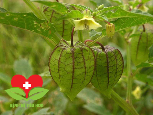 Cây tầm bốp vị thuốc quý trong dân gian