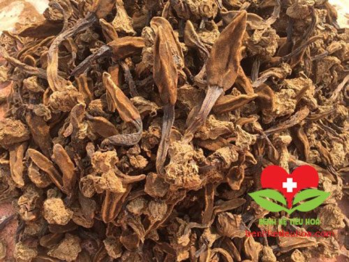 Tác dụng nấm ngọc cẩu đối với sức khỏe người dùng