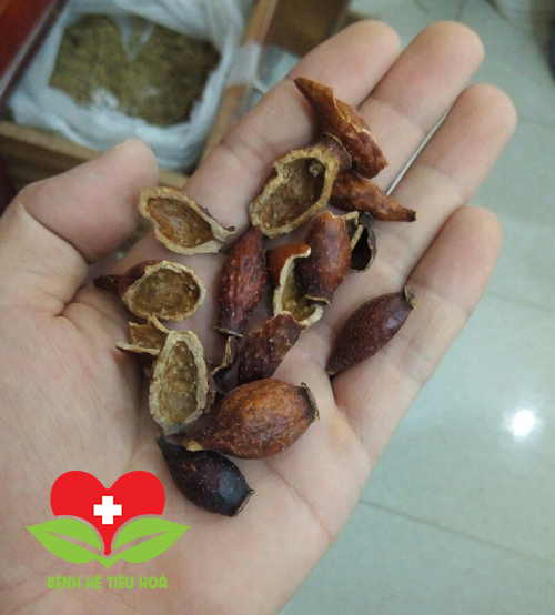 Qủa kim anh tử thường hái chín phơi khô để làm thuốc