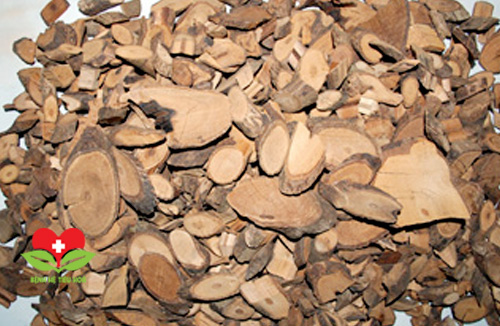 Bài thuốc Y học cổ truyền chữa bệnh từ củ cốt khí