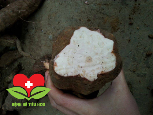 Củ hà thủ ô được dùng là thuốc, nhìn bên ngoài có hình dáng giống củ sắn