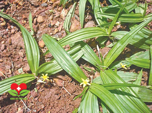Tác dụng điều trị bách bệnh của sâm cau trong Y học cổ truyền