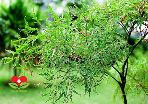 Cây đinh lăng có rất nhiều công dụng chữa bệnh khác nhau
