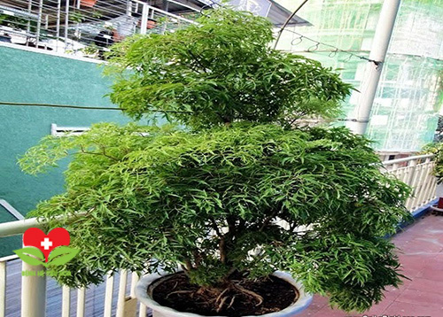 Một số công dụng và bài thuốc chữa bệnh từ cây đinh lăng