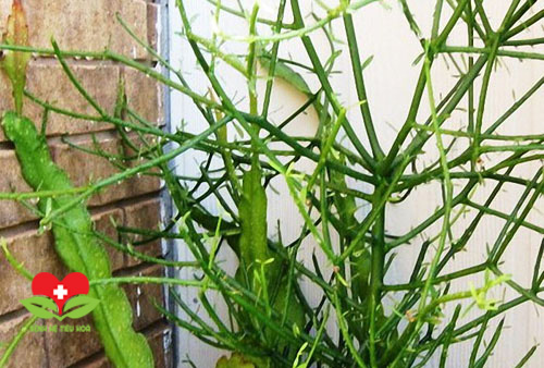 Những công dụng chữa bệnh từ cây kim giao trong y học cổ truyền Những công dụng chữa bệnh từ cây kim giao trong y học cổ truyền