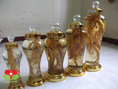 Cách ngâm rượu đinh lăng đạt chuẩn đem lại hiệu quả điều trị bệnh cao