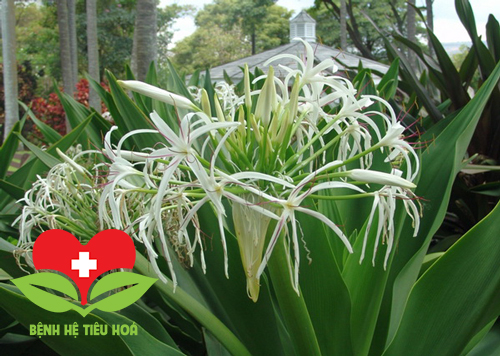Náng hoa trắng có hình dáng bên ngoài giống với cây trinh nữ hoàng cung