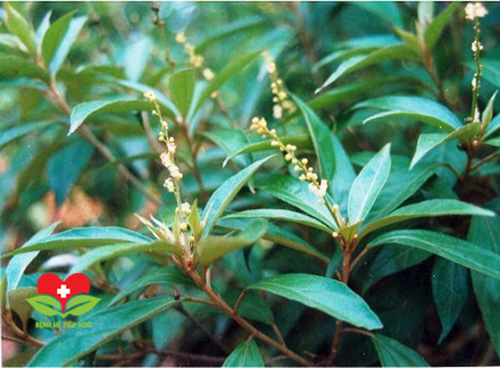 Tác dụng điều trị bệnh của cây khổ sâm trong y học cổ truyền