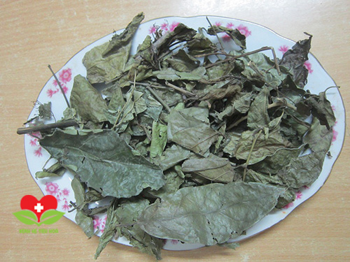 Sử dụng cây xạ đen như thế nào để đem lại hiệu quả điều trị bệnh cao nhất?
